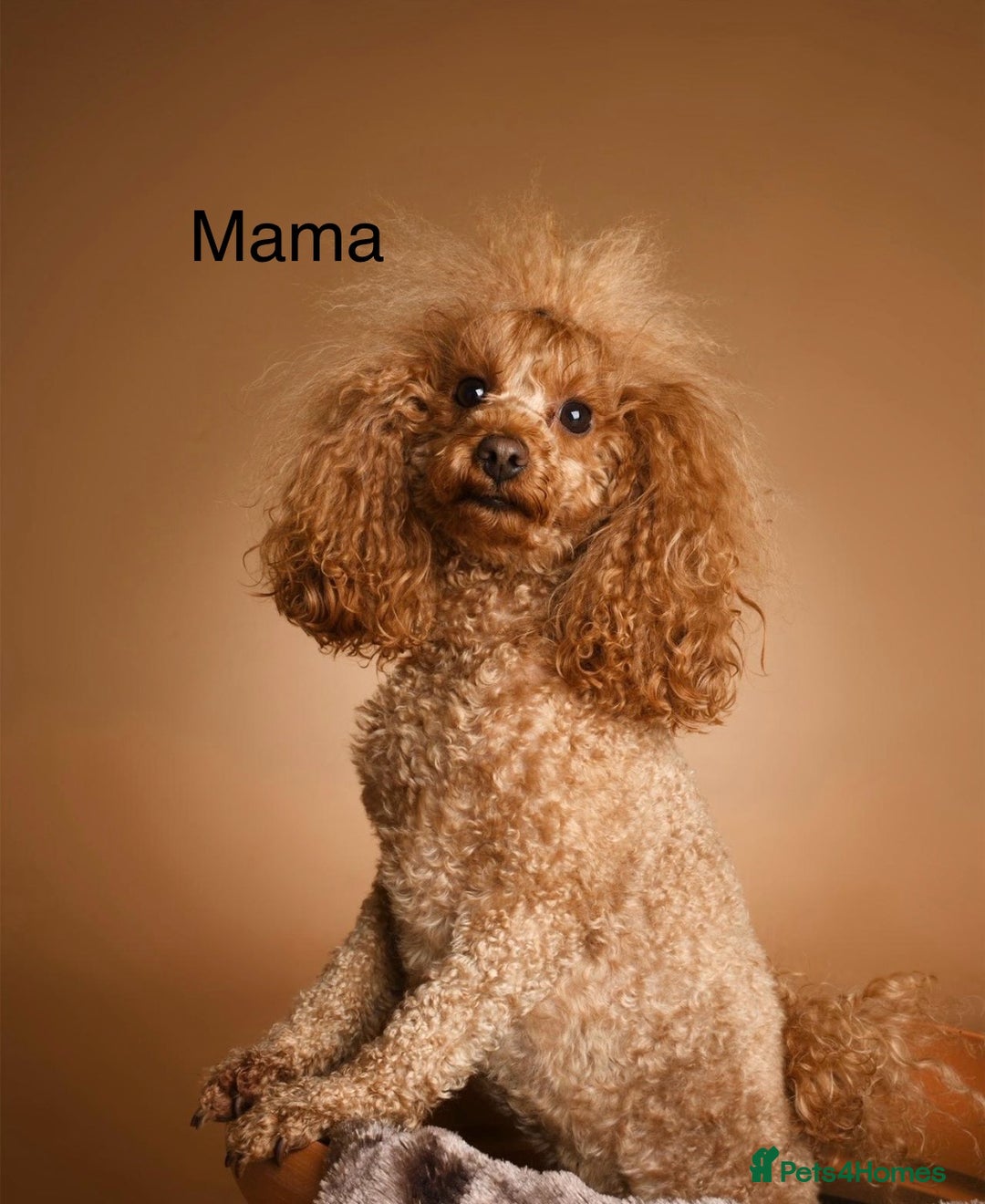 Toy Poodle dogs for sale: Perfect red toy poodle girl needs forever family - Image 13