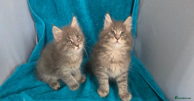 Maine Coon cats - Advert 1