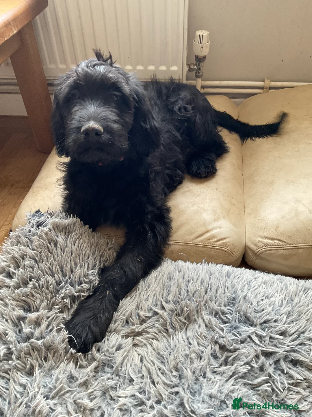 Mixed Breed dogs for sale: Beautiful Goldendoodle/Spangold Retriever Puppy - Advert 1