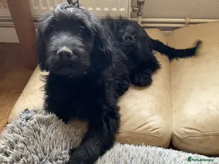 Mixed Breed dogs Beautiful Goldendoodle/Spangold Retriever Puppy - Advert 2