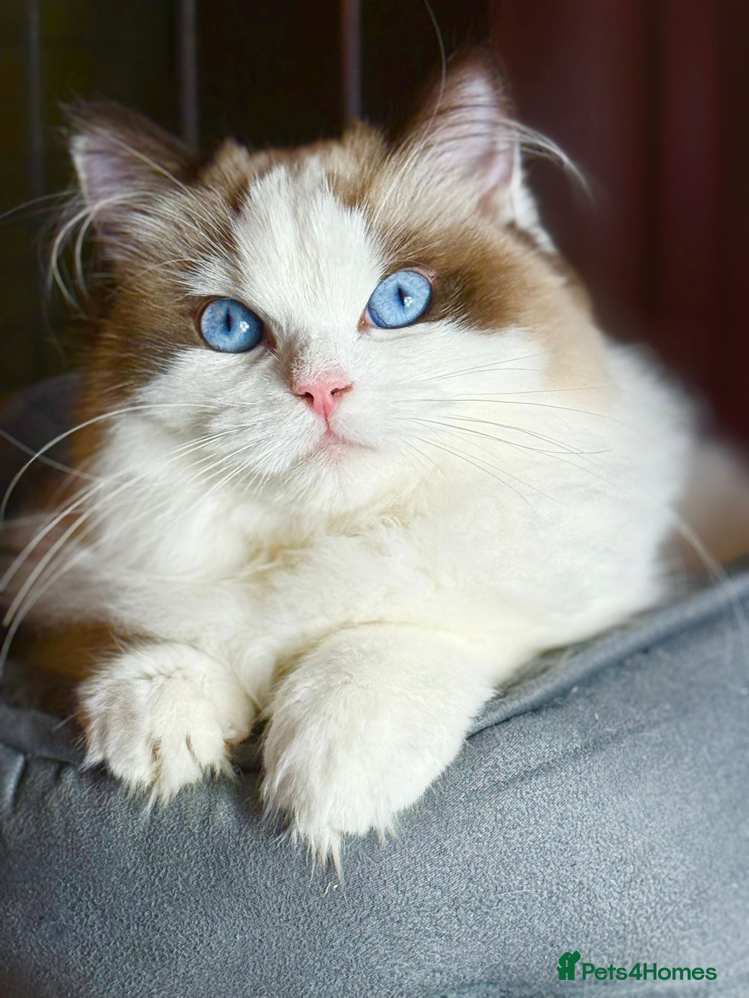 Ragdoll cats TICA champ line seal bi-colour Ragdoll kitten 😸  - Advert 16