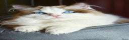 Ragdoll cats for sale: TICA champ line seal bi-colour Ragdoll kitten 😸  - Advert 1