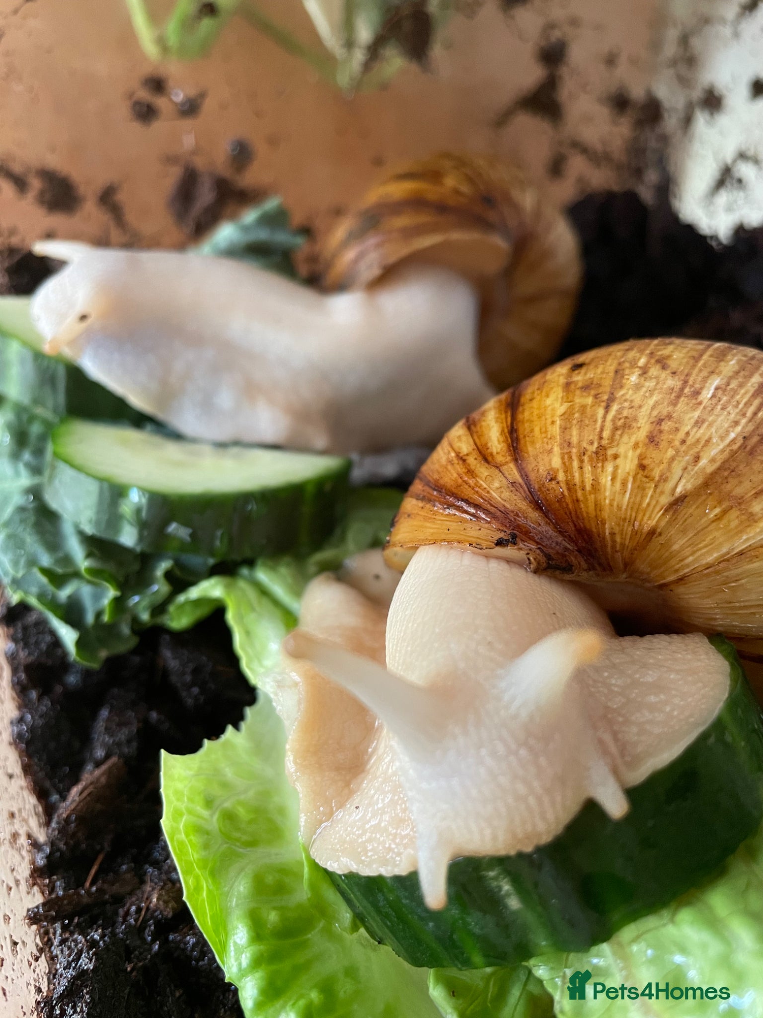 Snails invertebrates Giant African land snails - Advert 11