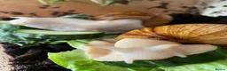 Snails invertebrates for sale: Giant African land snails in Chorley - Advert 1