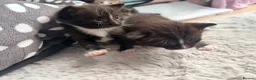 Ragdoll cats for sale: Beautiful Ragdoll cross kittens  - Advert 9