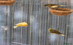 Canaries birds for sale: 9 canaries for sale £15 each - Image 1