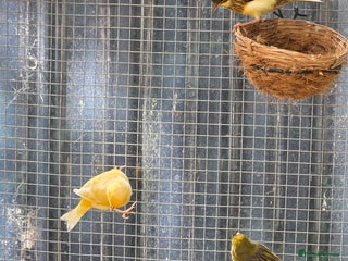 Canaries birds - Advert 40