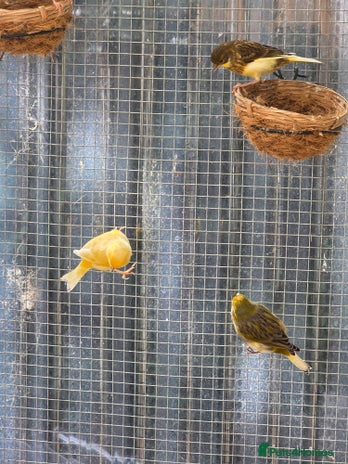 Canaries birds - Advert 7