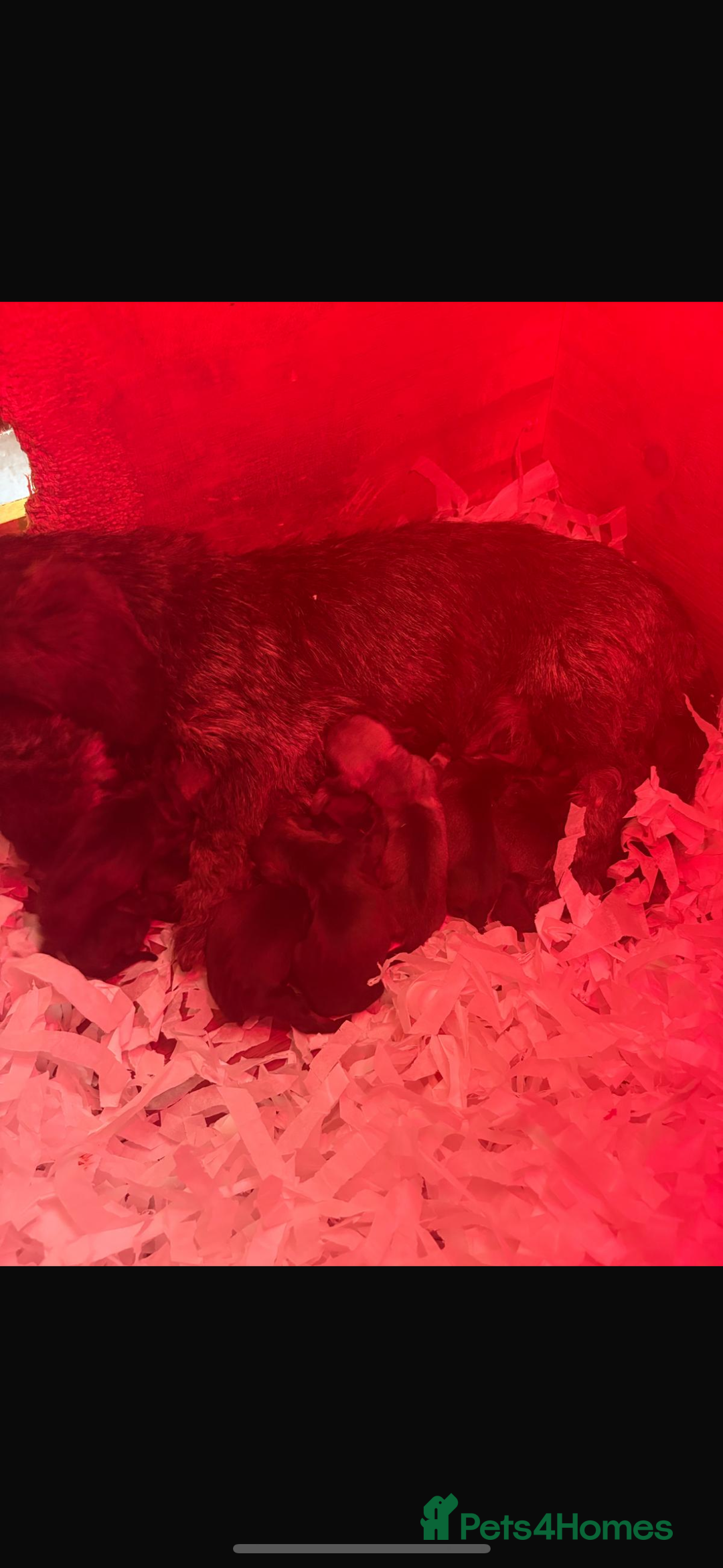 Dachshund dogs for sale: Wirehair dachshund (teckel)  - Image 2