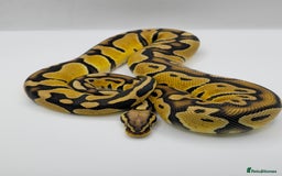 Python Snake reptiles for sale: Pastel blade double het albino clown  - Image 1
