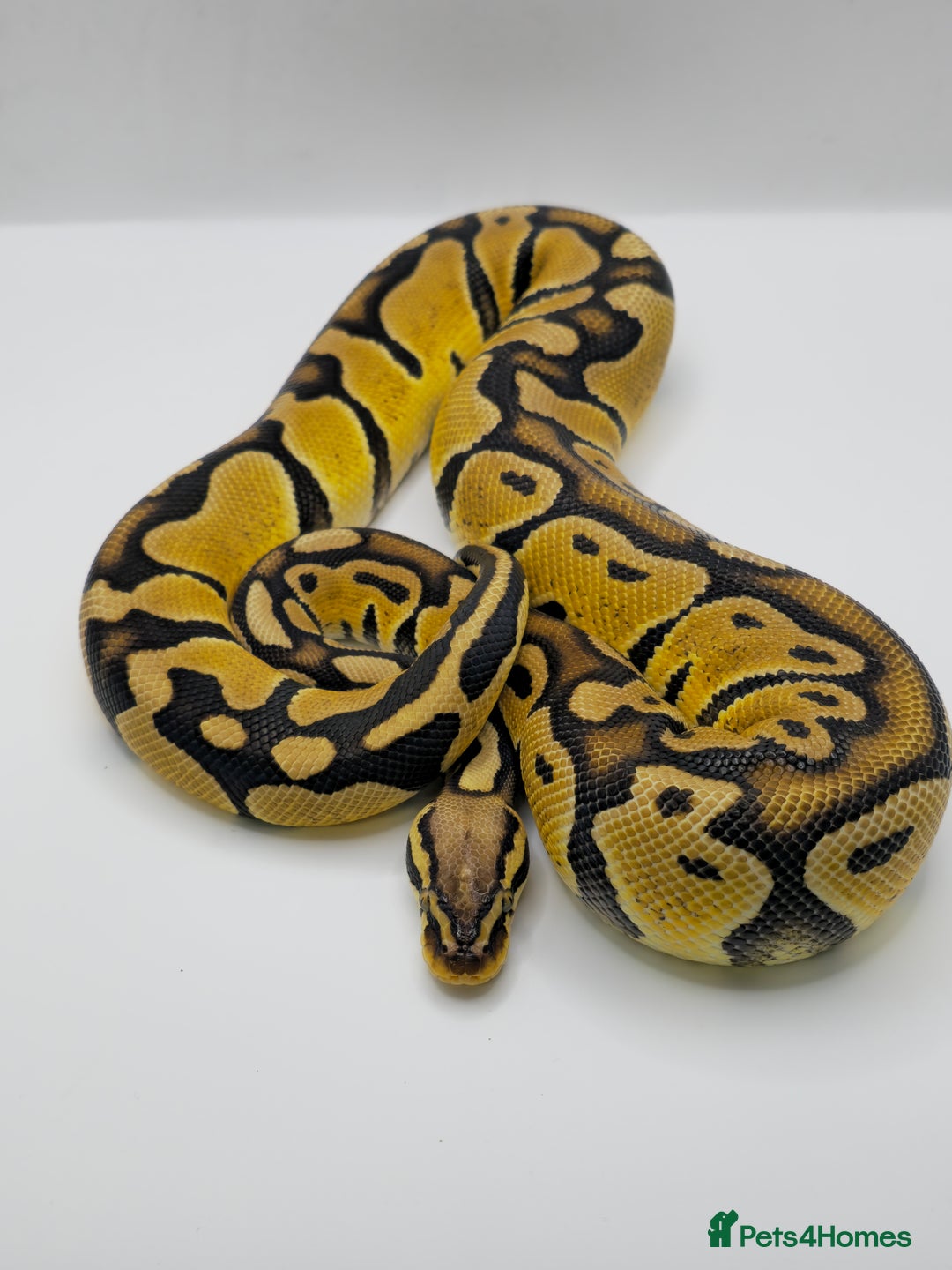 Python Snake reptiles for sale: Pastel blade double het albino clown  - Image 1