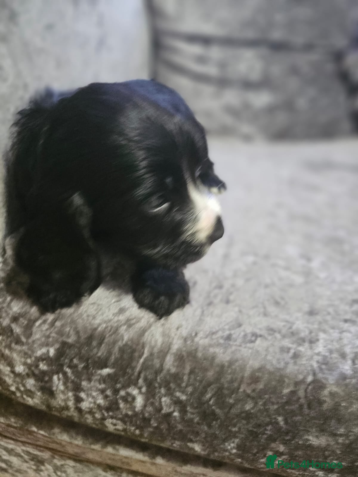 Cocker Spaniel dogs for sale: cocker spaniel puppies - Advert 11