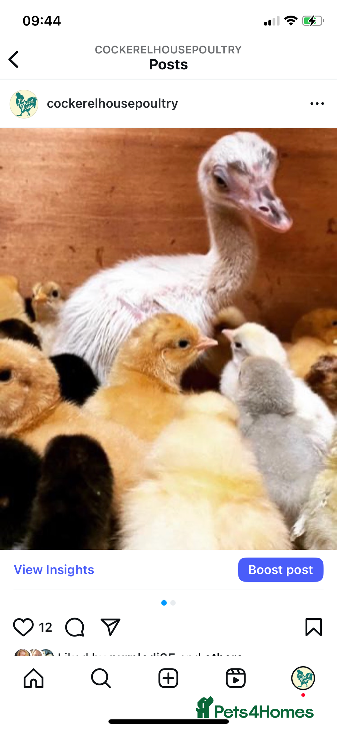 Chickens poultry for sale: Hatching eggs, Chicks & Ducklings - Image 18