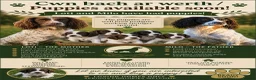 English Springer Spaniel dogs for sale: Springer spaniel puppies  - Advert 7