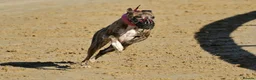 Whippet dogs for sale: Outstanding Male Whippets - Advert 22