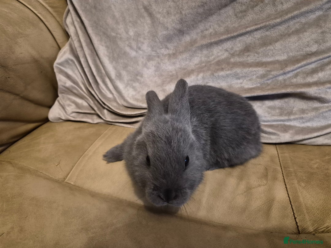 Mini Lop rabbits for sale: 4 Cute Baby Mini Lop X Rabbits - Advert 7