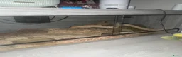 Corn Snake reptiles for sale: Large 5ft Corn snake and tank - Advert 2