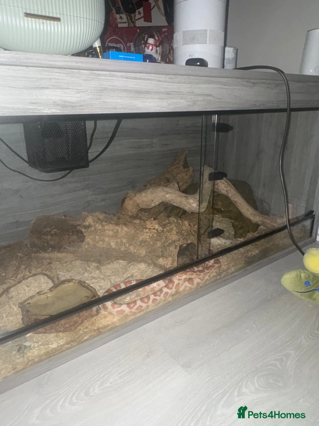 Corn Snake reptiles for sale: Large 5ft Corn snake and tank - Advert 2