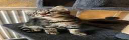 Mixed Breed cats for sale: Beautiful kittens are looking for a loving family. - Advert 5