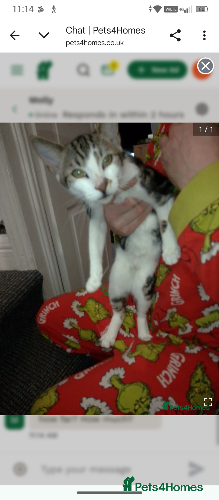 Mixed Breed cats Starbuck 6 months old - Advert 1