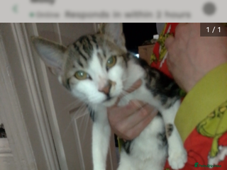 Mixed Breed cats Starbuck 6 months old - Advert 11