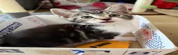 Mixed Breed cats for sale: Mix breed/half maincoon kittens - Advert 4