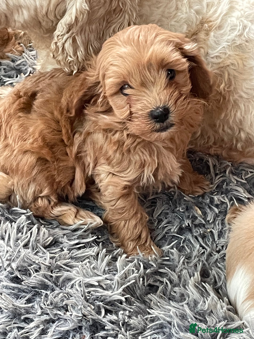 Cavachon dogs for sale: Cavapoochon puppies - Advert 4