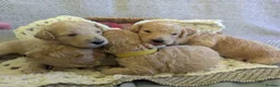 Poochon dogs for sale: F1 Poochon Puppies - Advert 11