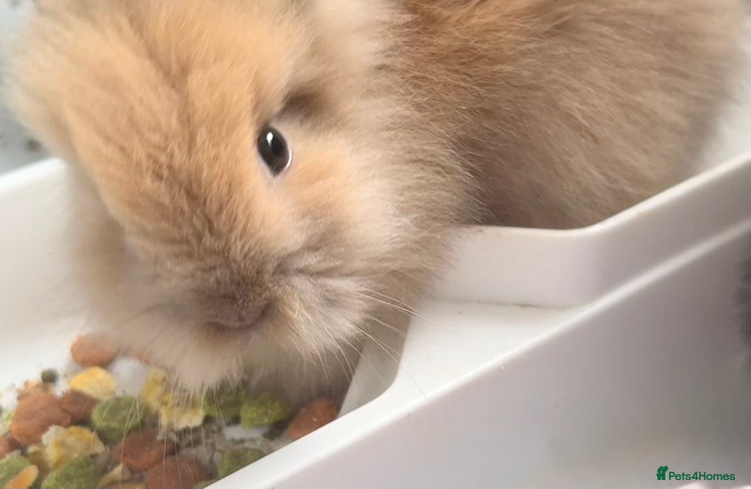 Lionhead rabbits for sale: Teddy Double & Single Lionhead Price starts at £35 - Image 36