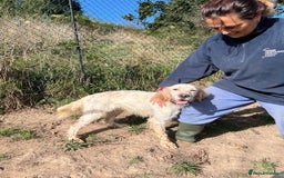 English Setter dogs for adoption: Lar   - Image 7