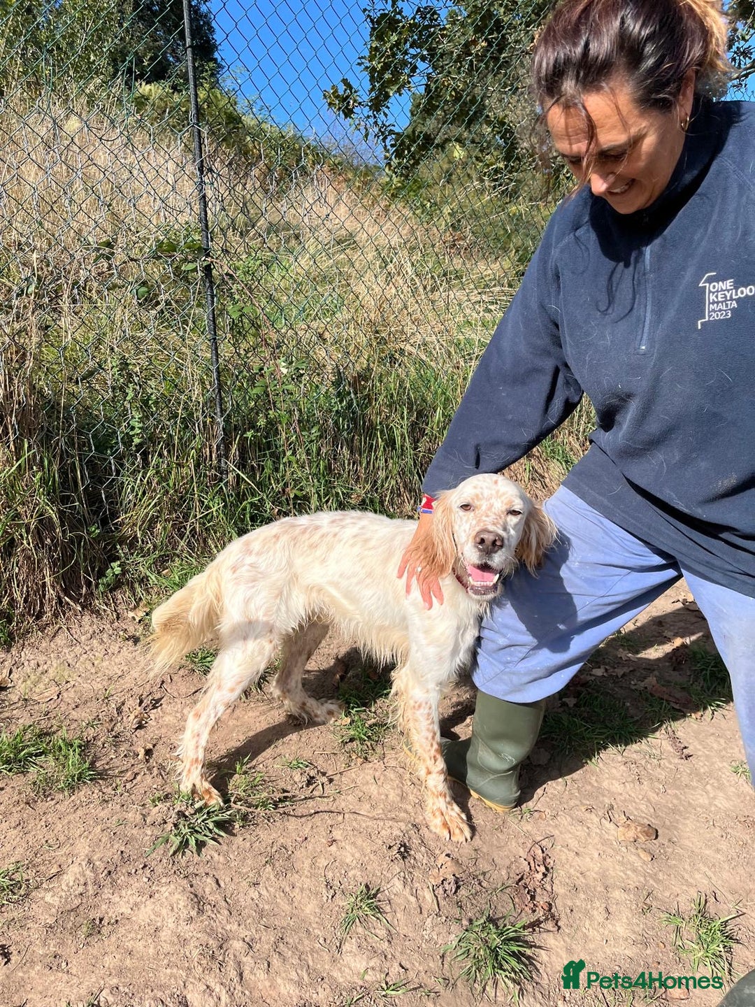 English Setter dogs for adoption: Lar   - Image 7