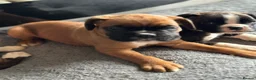Boxer dogs for sale: Beautiful Kc boxer puppies  - Advert 1