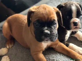Boxer dogs Beautiful Kc boxer puppies - Advert 3