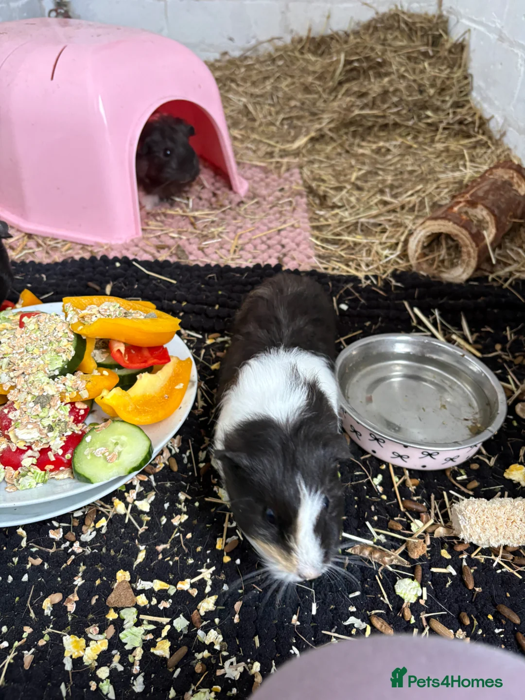 Guinea Pig rodents for sale: Four female guinea pigs  in Bishop Auckland - Advert 6