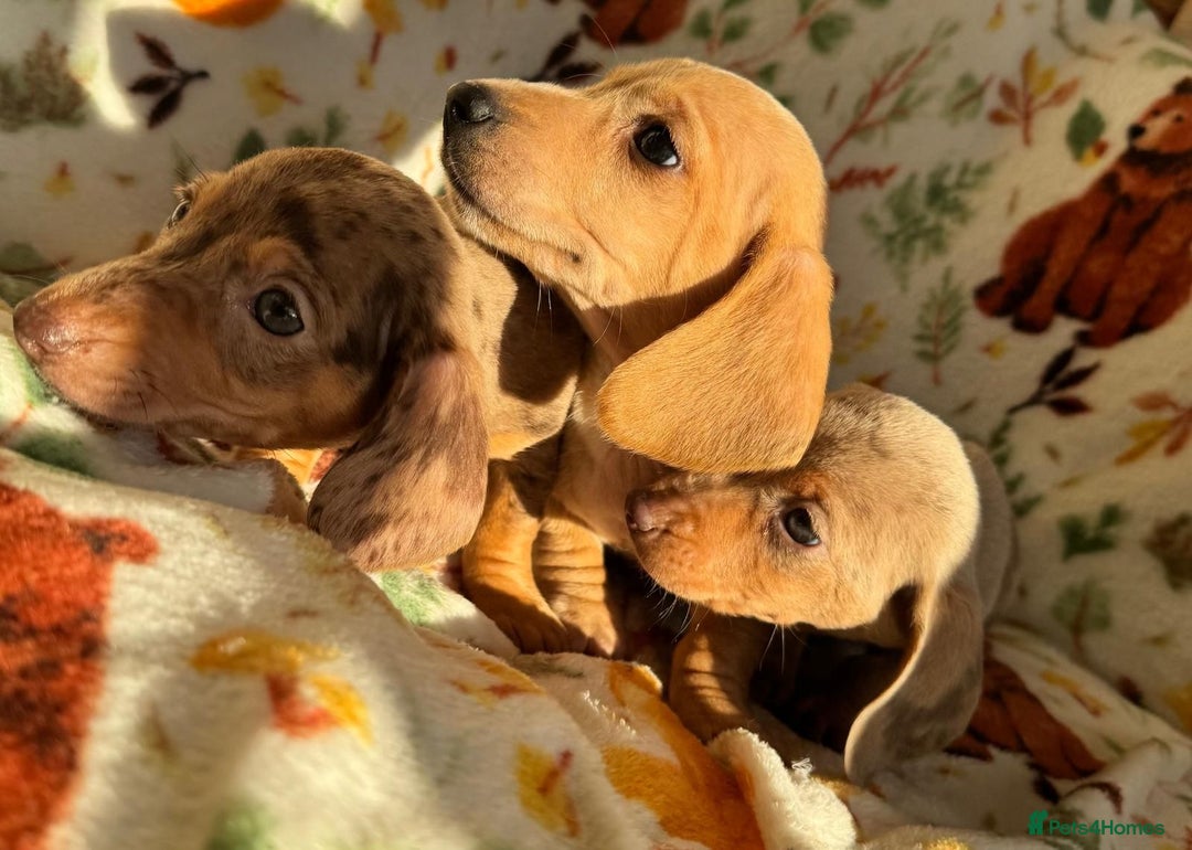 Miniature Dachshund dogs for sale: 3 beautiful mini dashs - Advert 10