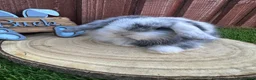 Mini Lop rabbits for sale: Beautiful purebred mini lops ready to reserve  - Advert 30