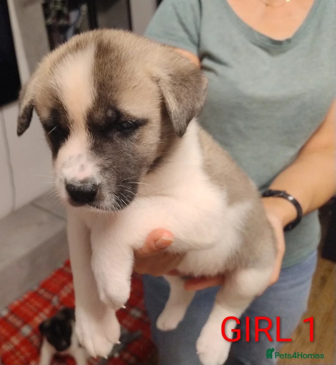 Akita dogs for sale: Three Beautiful American Akita Girls for sale - Advert 3