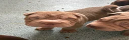 Shar Pei dogs for sale: Ready to leave now! Beautiful KC registered  - Advert 8
