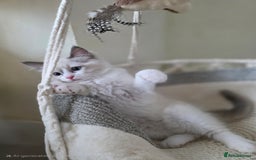 Ragdoll cats for sale:  Ragdoll Kittens from Licensed Breeder (1Boy left) - Image 7