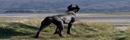 Dobermann dogs for sale: Reluctant but Necessary Sale - Advert 2
