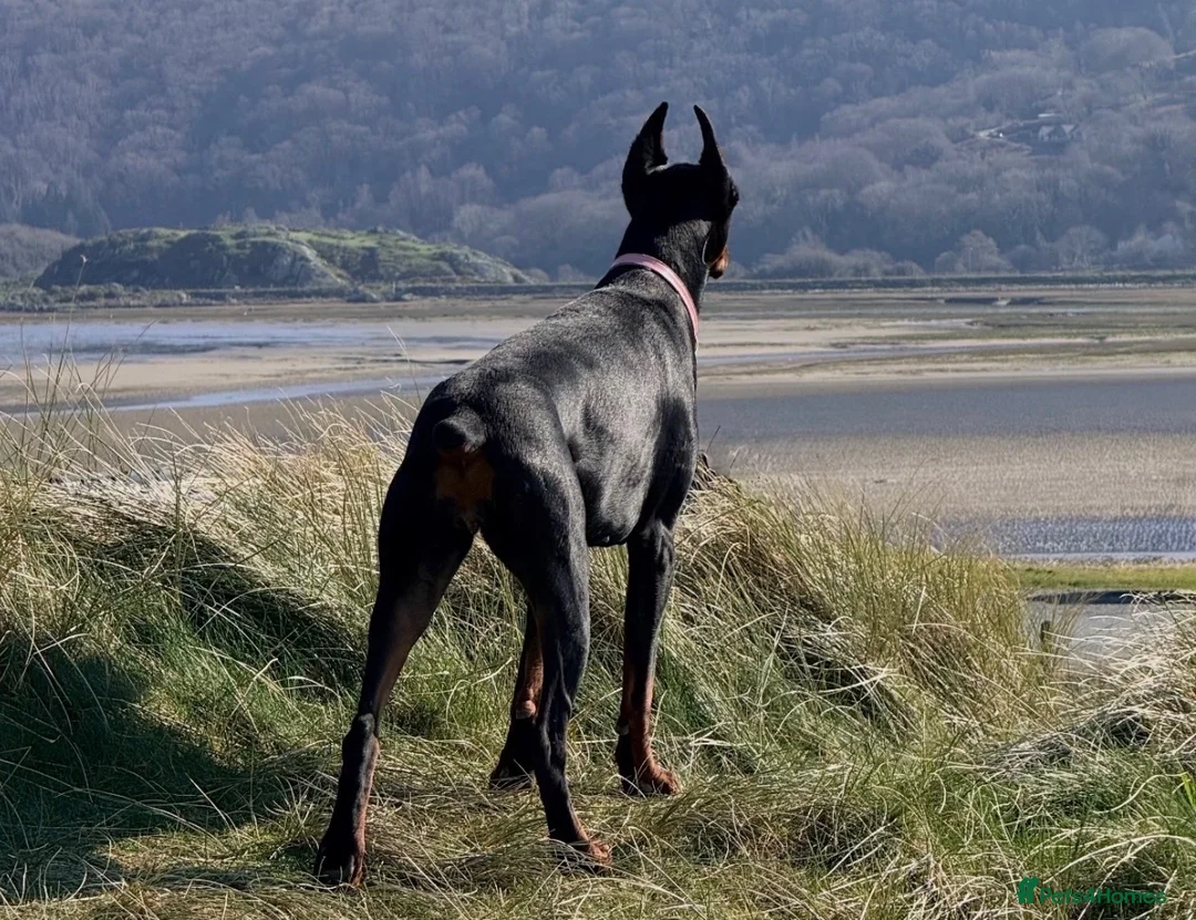 Dobermann dogs for sale: Reluctant but Necessary Sale - Advert 2