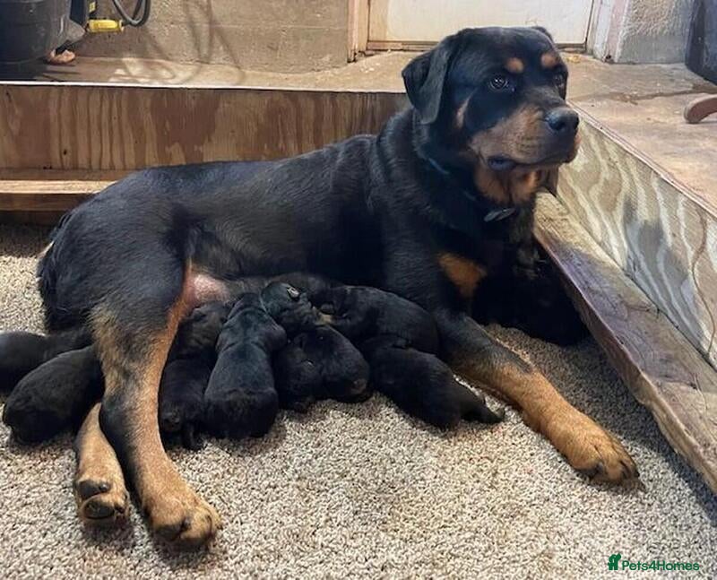 Rottweiler dogs Rottweiler puppies - Advert 1