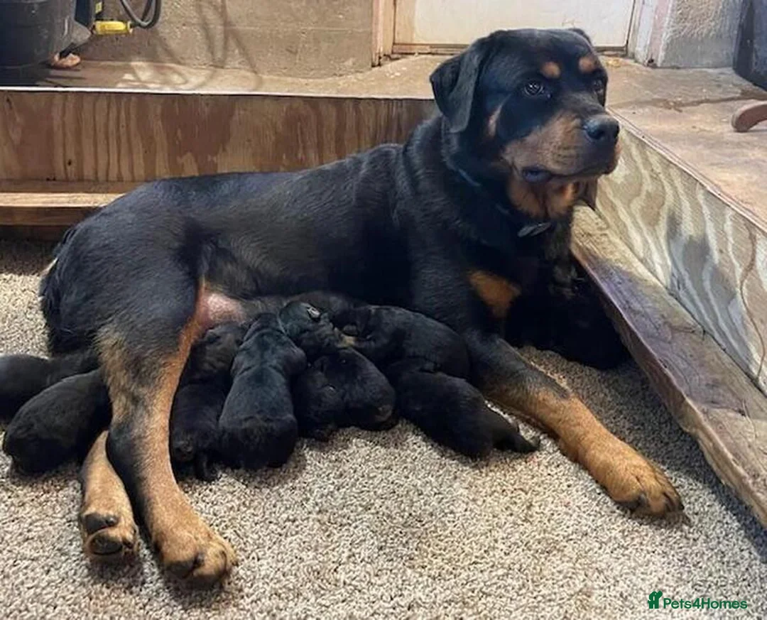 Rottweiler dogs for sale: Rottweiler puppies in Auchterarder - Advert 1