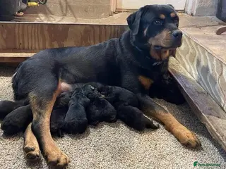 Rottweiler dogs Rottweiler puppies - Advert 1