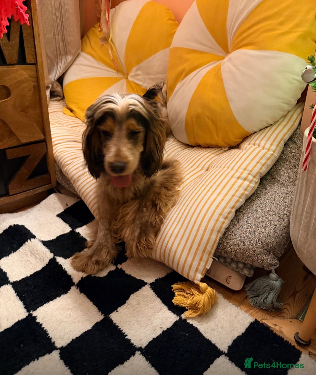 Cocker Spaniel dogs for sale: Stunning show cocker - Advert 1