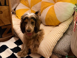 Cocker Spaniel dogs Stunning show cocker - Advert 2