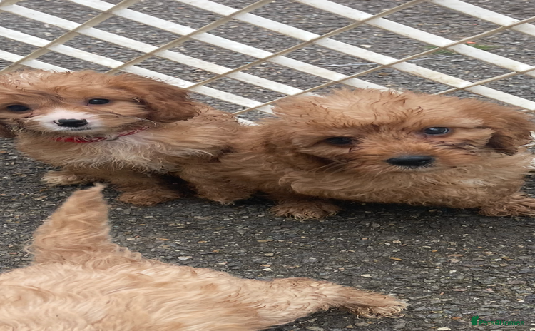 Cavapoo dogs - Advert 1