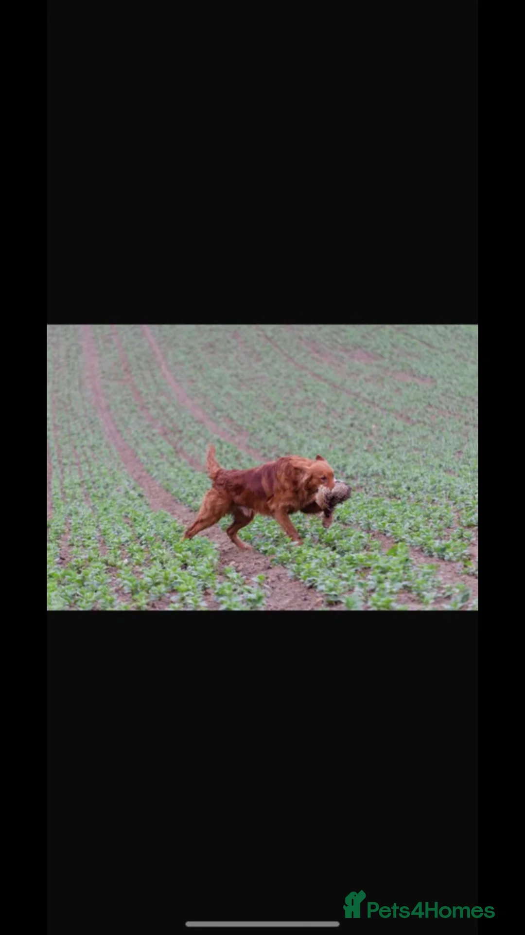 Goldador dogs for sale: ⭐ Beautiful Goldador pups from excellent breeding  - Advert 3