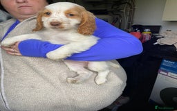 Cocker Spaniel dogs for sale: My pups🐾 fection show type cocker spaniel  - Advert 6