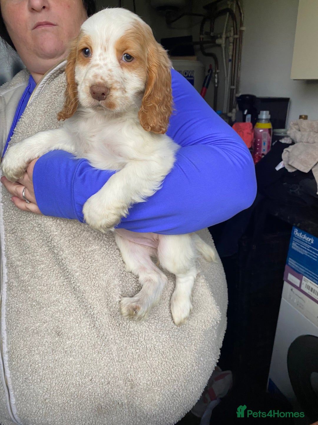 Cocker Spaniel dogs for sale: My pups🐾 fection show type cocker spaniel  - Advert 6